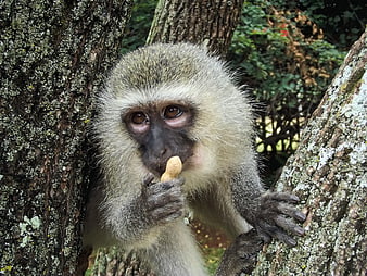 Vervet Monkey Eating Peanut in Tree