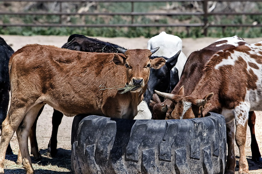Brown Cow Chewing Hay at Tire Feeder with Herd
