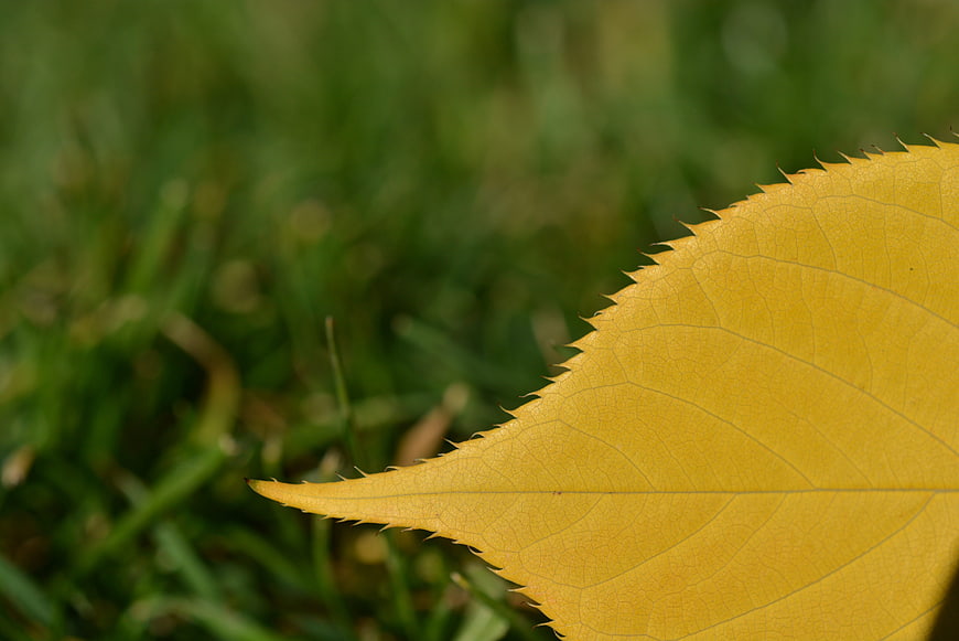 Close-up of yellow autumn leaf edge on green grass