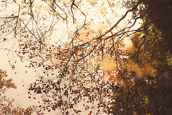 Sunlight filtering through autumn tree branches and leaves
