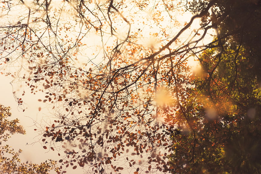Sunlight filtering through autumn tree branches and leaves