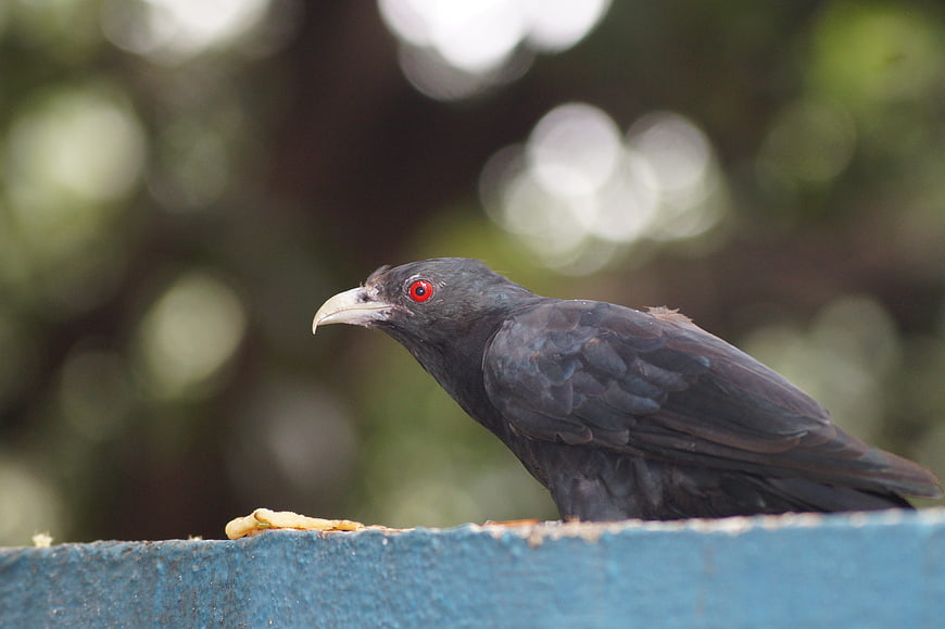 Close-up of a black bird with red eyes perched on a blue ledge