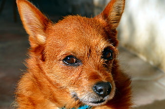Close-up portrait of a small brown dog with alert ears
