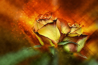 Close-up of yellow and brown roses with glowing orange bokeh background
