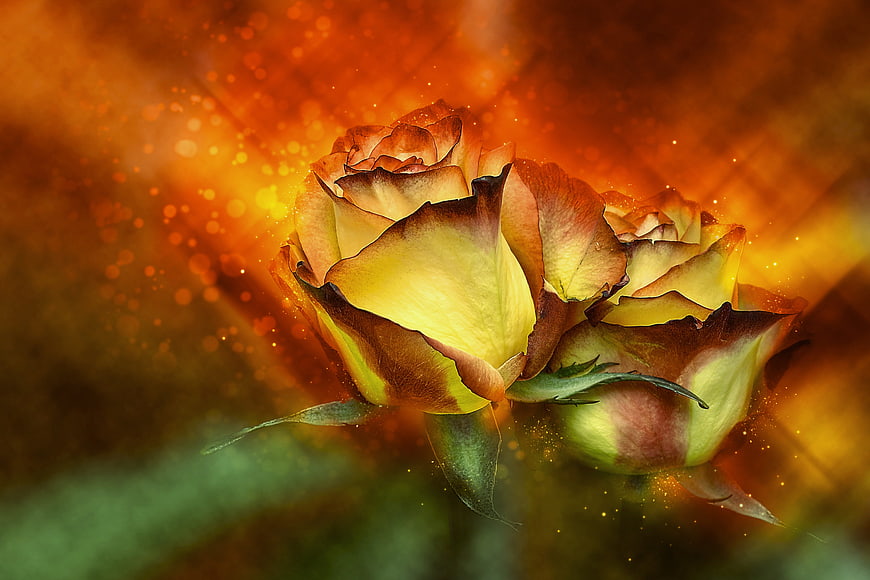 Close-up of yellow and brown roses with glowing orange bokeh background