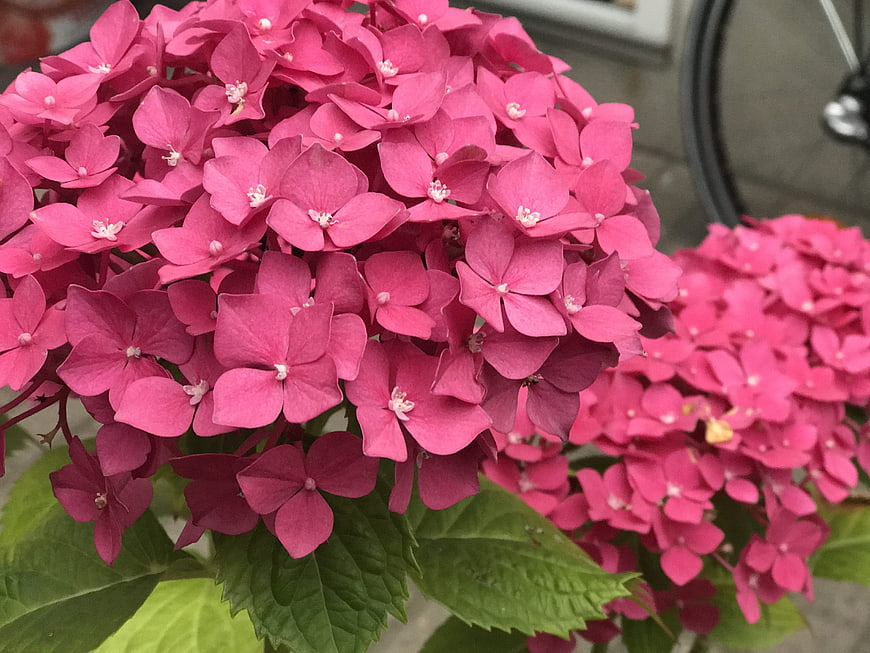 Vibrant Pink Hydrangea Flowers Close-Up