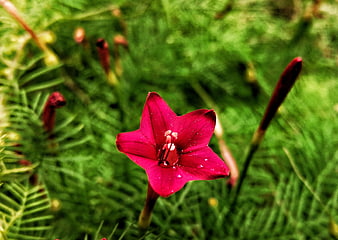 Vibrant Pink Morning Glory Flower with Water Droplets