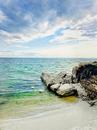 White swans swimming near rocky shore with dramatic sky
