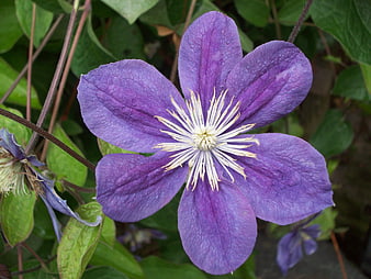 Close-up of a vibrant purple clematis flower with white stamens