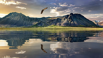 Eagle flying over lake with mountain reflection