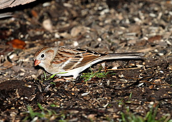 Small Brown and White Sparrow on Ground