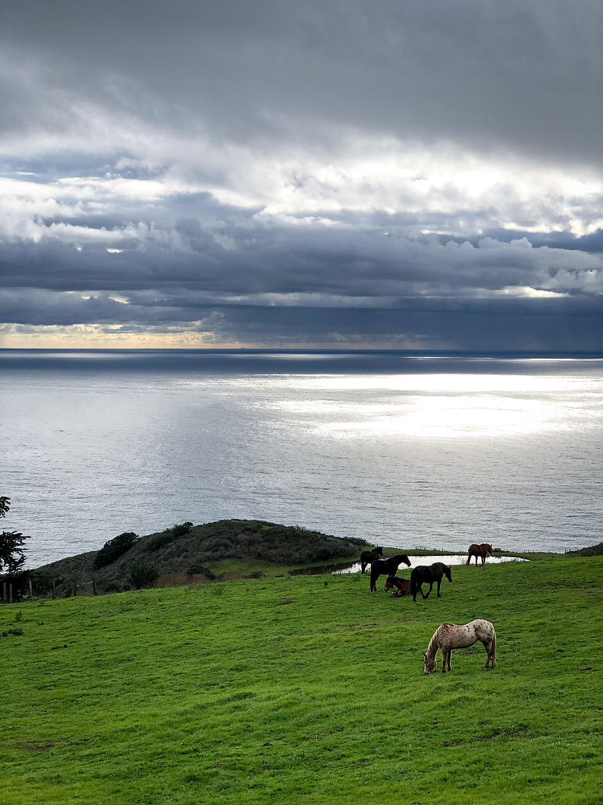 Horses grazing on green coastal pasture with ocean view