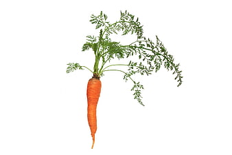 Fresh orange carrot with green leaves isolated on white background