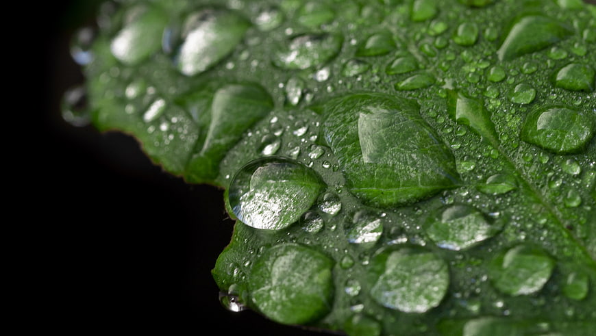 Macro water droplets on a vibrant green leaf