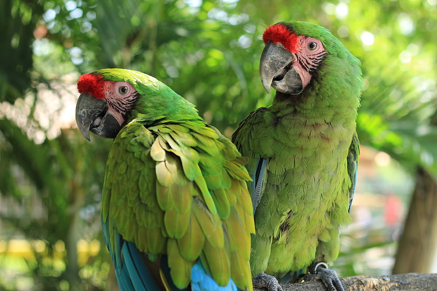 Two Green Parrots Perched on a Branch in a Tropical Forest