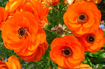 Vibrant Orange Ranunculus Flowers in Garden