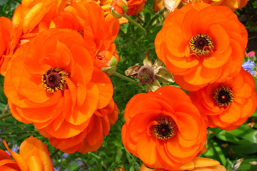 Vibrant Orange Ranunculus Flowers in Garden