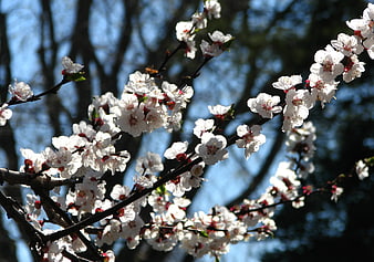White fruit tree blossoms on branches against blue sky