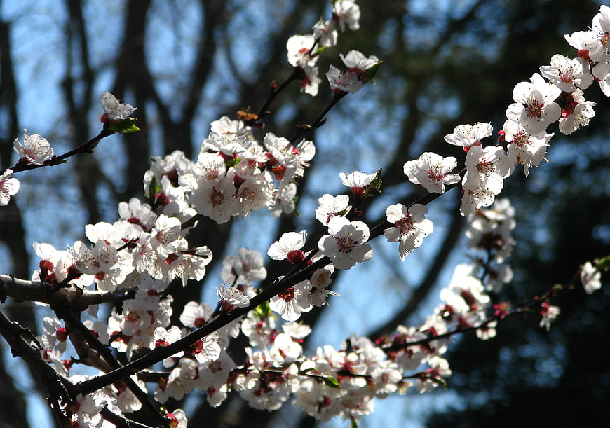 White fruit tree blossoms on branches against blue sky