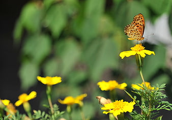 Orange butterfly on yellow marigold flower in garden