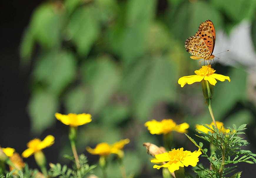 Orange butterfly on yellow marigold flower in garden