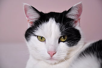 Close-Up Portrait Of A Black And White Cat On Pink Background