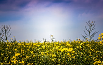 Vibrant yellow rapeseed field under blue sky with copy space