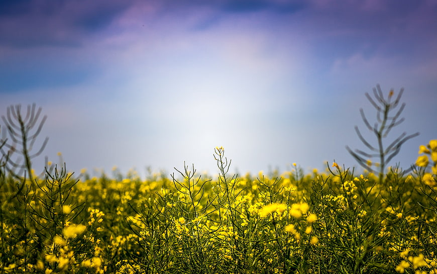 Vibrant yellow rapeseed field under blue sky with copy space