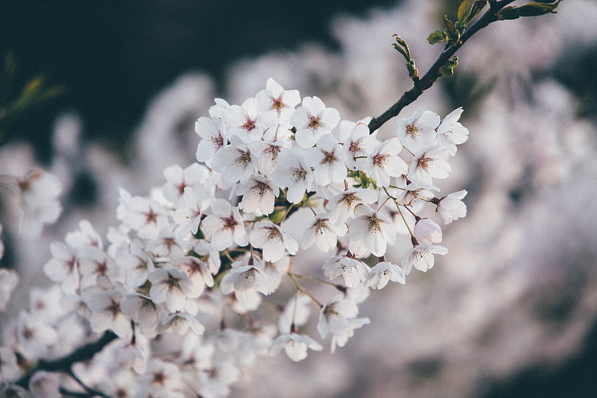 Close-up of white cherry blossoms on a branch with bokeh background