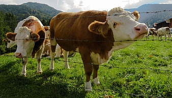 Curious Brown and White Cows Behind Barbed Wire Fence