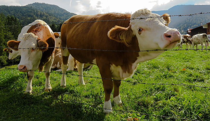 Curious Brown and White Cows Behind Barbed Wire Fence