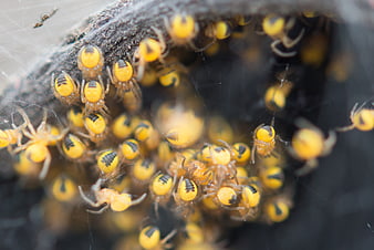 Macro Close-Up of Yellow Spiderlings in a Web