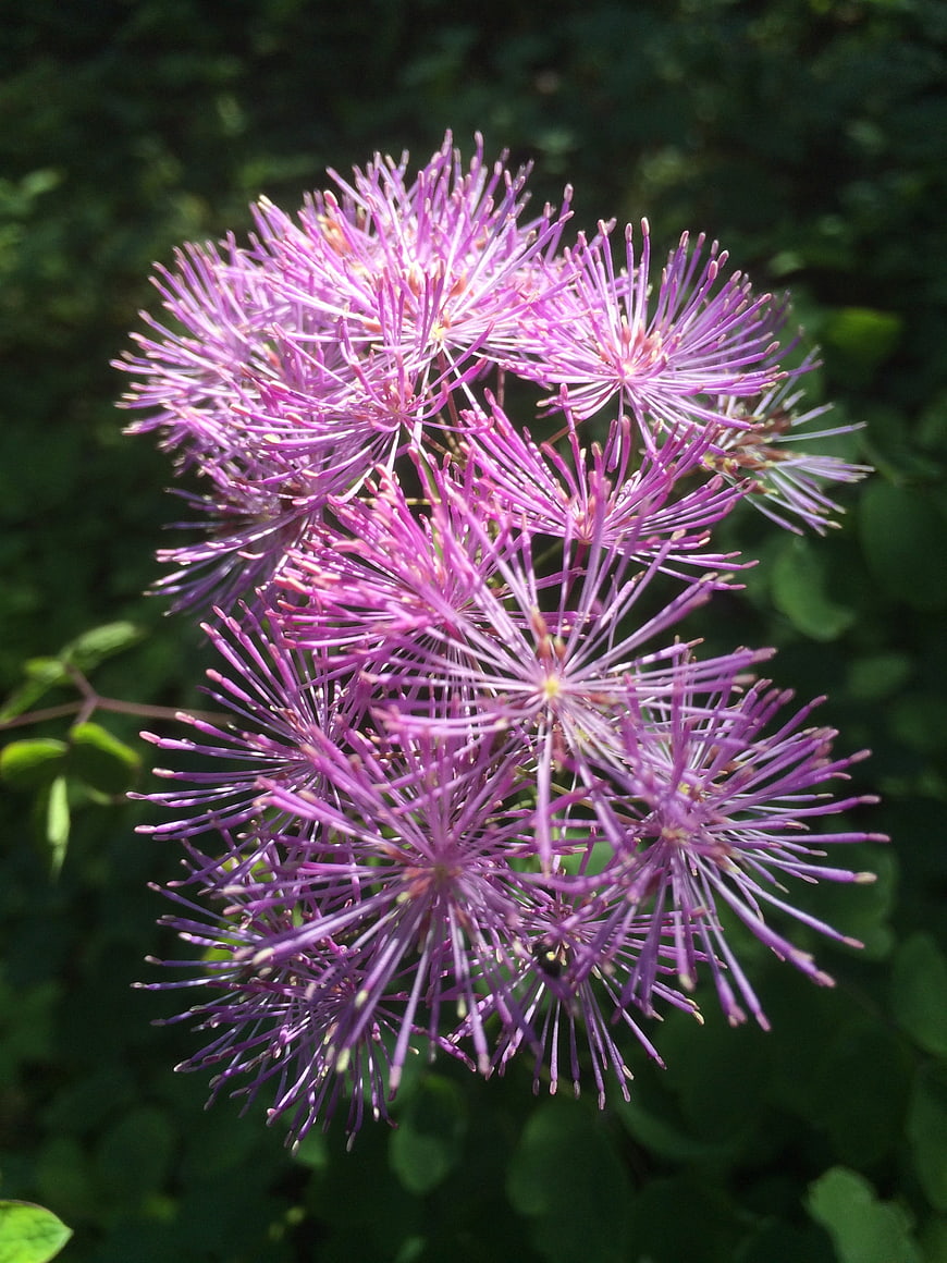 Close-up of vibrant purple baneberry flowers in summer garden