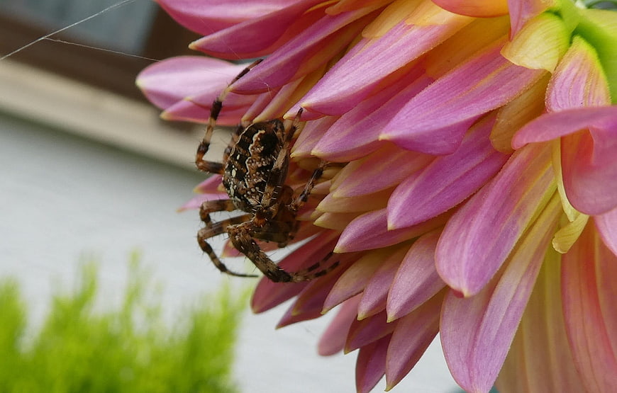 Close-up of a spider on a pink and yellow dahlia flower