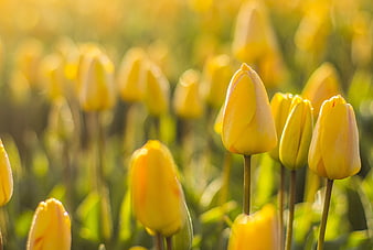 Golden Yellow Tulips in Sunlit Spring Field