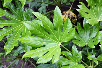Close-up of vibrant green Fatsia japonica leaves with water droplets
