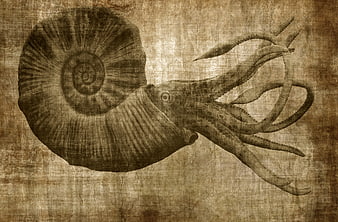 Vintage Scientific Illustration of Ammonite on Aged Paper