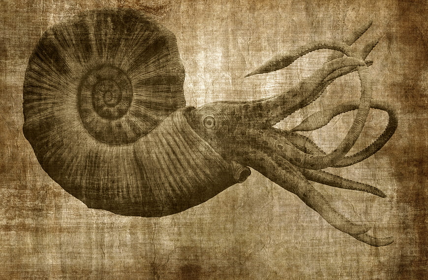 Vintage Scientific Illustration of Ammonite on Aged Paper