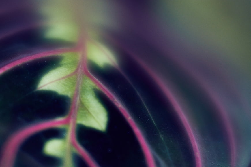 Abstract Macro Close-Up of Green and Purple Leaf Veins