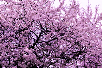 Pink cherry blossom branches against a bright sky