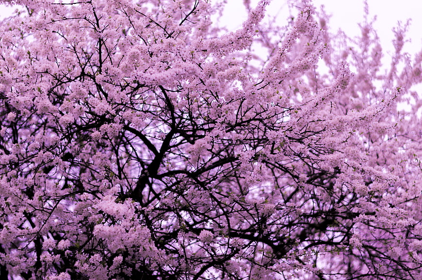Pink cherry blossom branches against a bright sky