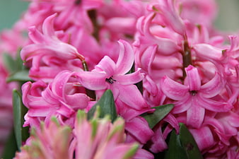 Close-up of vibrant pink hyacinth flowers with green leaves