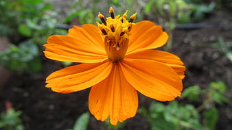 Close-up of vibrant orange cosmos flower in garden