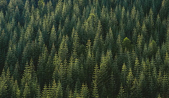 Aerial view of dense green pine forest canopy