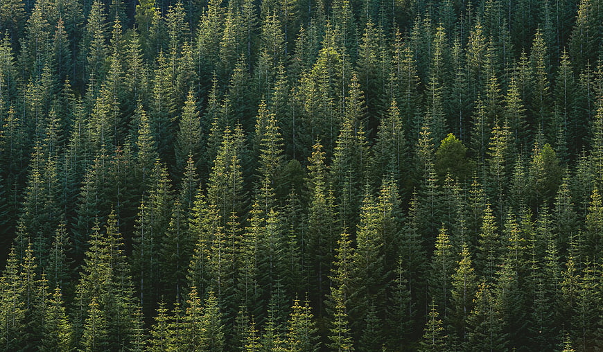 Aerial view of dense green pine forest canopy