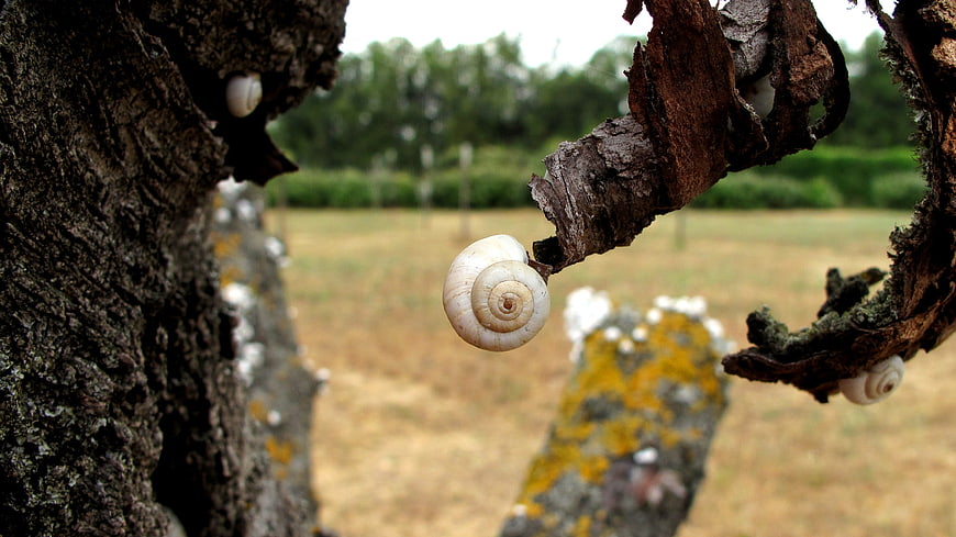 White snail shell on tree branch in nature