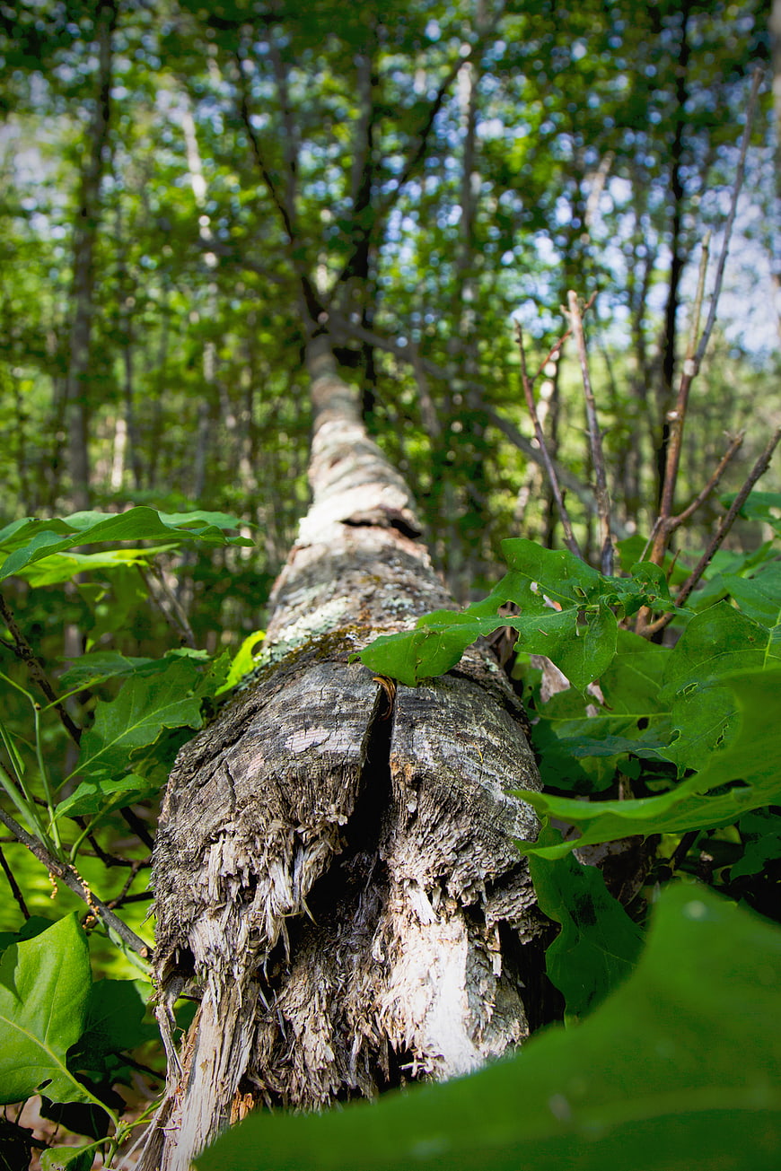Low angle view of fallen tree trunk in green forest