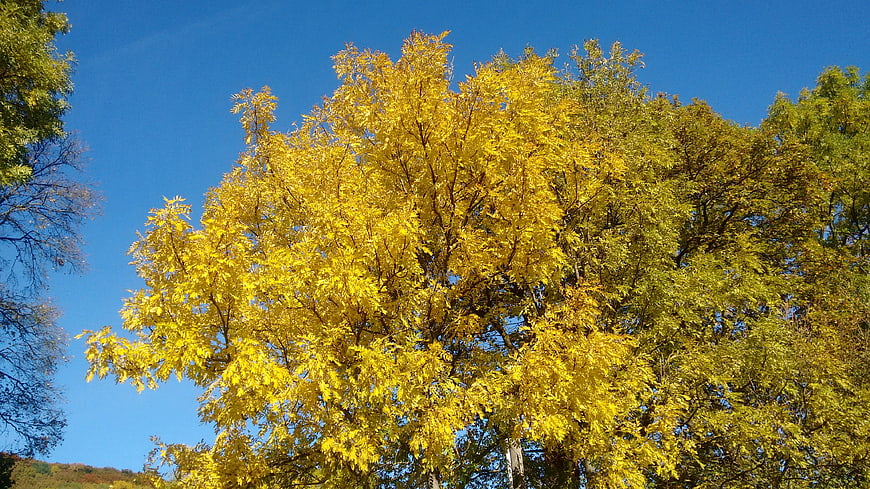 Vibrant yellow autumn tree against clear blue sky