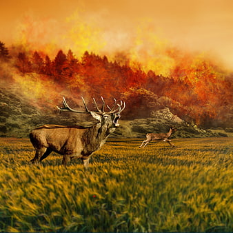 Stag and Doe in Meadow with Dramatic Forest Fire Background