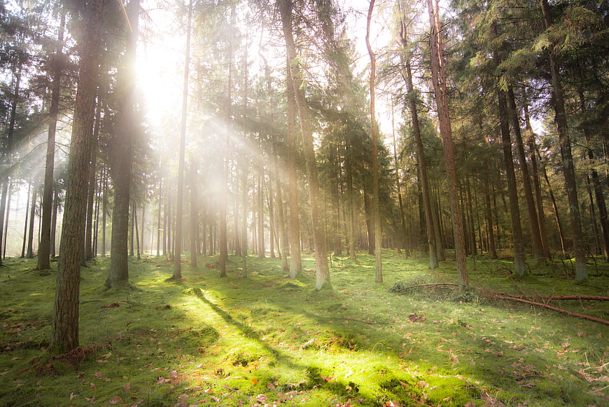 Sunbeams shining through tall pine trees in a misty green forest